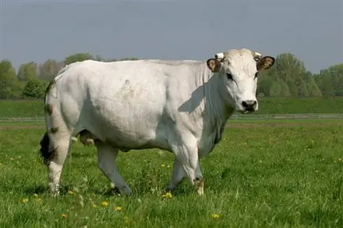 Plemeno dobytka Chianina: Fakty, použitie, obrázky, pôvod & Charakteristika