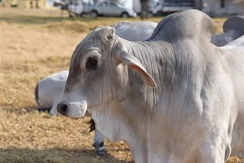 Brahmanska pasmina goveda: činjenice, upotreba, podrijetlo, slike & Karakteristike