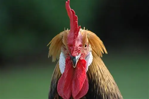 Brabanter-Huhn: Fakten, Verwendung, Herkunft & Merkmale (mit Bildern)
