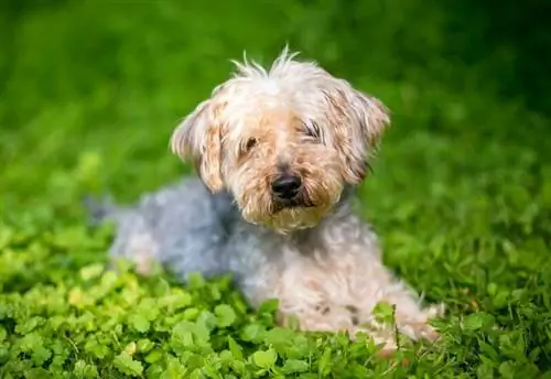 18 Yorkshire Terrier Mixes (Nrog duab)