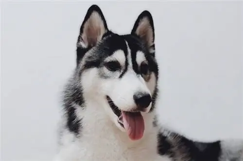 Mais de 200 nomes de Husky do Alasca (masculino & feminino)