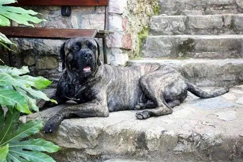 200+ amerikanische Mastiff-Namen: Einzigartig, klassisch & Kraftvolle Ideen