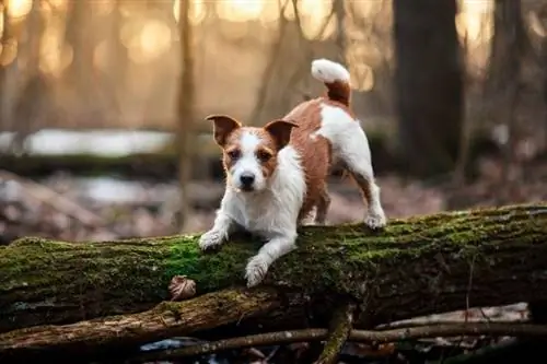 20 Campuran Russell Terrier (Dengan Gambar)