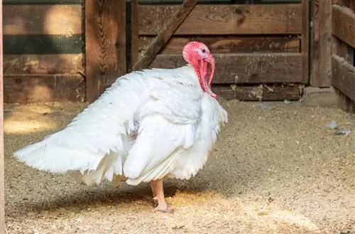 Broad Breasted White Turkey: Mga Katotohanan, Gamit, Larawan, Pinagmulan & Mga Katangian
