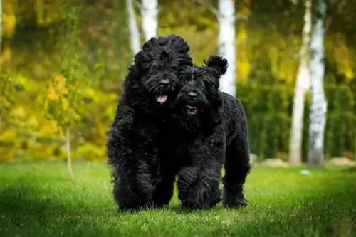 350+ noms de chiens noirs qui sont brillants & uniques