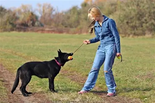 Sådan træner du en schæferhund – tips & tricks