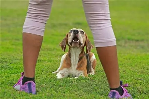 Como Ensinar Seu Cachorro a Deitar: 3 Métodos Fáceis