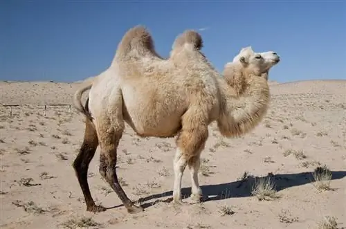 14 Datos interesantes y divertidos sobre los camellos