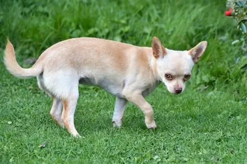 Ponad 150 imion dla psów Chihuahua: słodkie & Popularne pomysły 2023