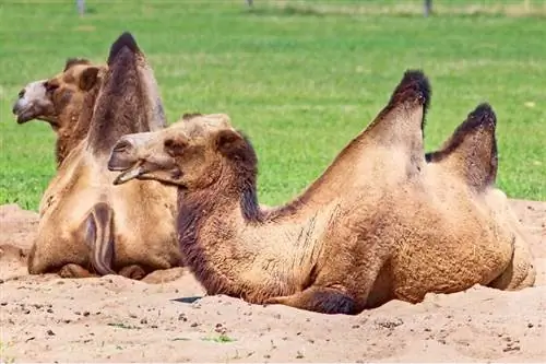 Miten kamelit nukkuvat? Kaikki mitä sinun tarvitsee tietää