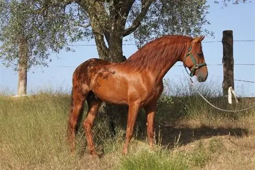 5 španskih pasem konj (s slikami)
