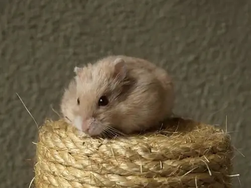 Hur man tränar en hamster att bli tam (7 beprövade metoder)
