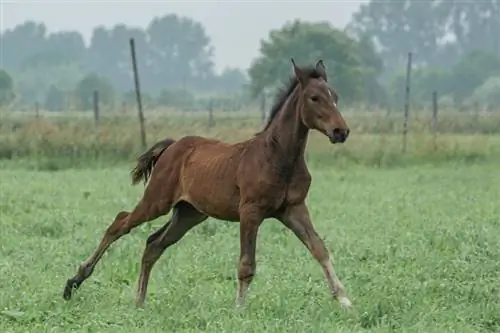 8 Beļģijas zirgu šķirnes (ar attēliem)