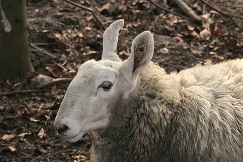 Border Leicester Sheep: Fakta, billeder, adfærd & Plejevejledning