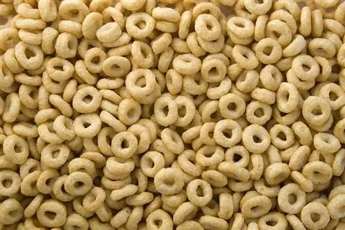 Hamsterlər Cheerios yeyə bilərmi? Nə Bilməlisən