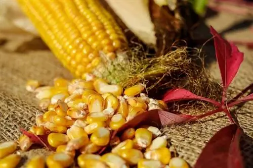 I porcellini d'India possono mangiare mais? Cosa hai bisogno di sapere