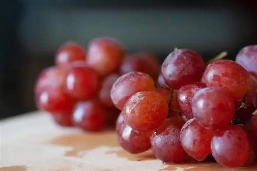 Dürfen Pferde Weintrauben essen? Was du wissen musst