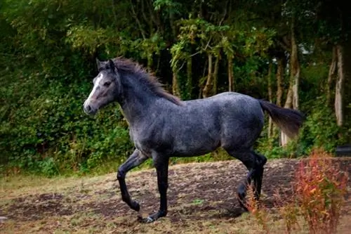 ছবি