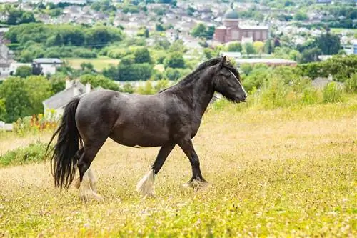 17 English Horse Breeds (may mga Larawan)
