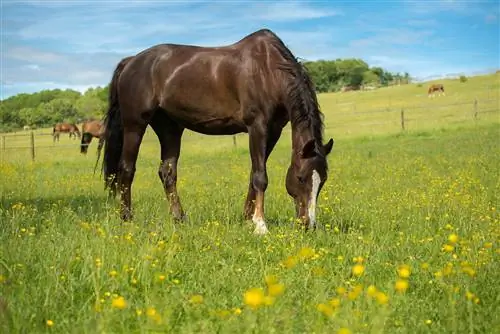9 սպորտային ձիերի ցեղատեսակներ (նկարներով)
