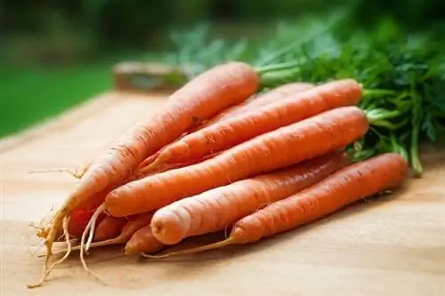 Dürfen Hunde Karotten essen? Was du wissen musst
