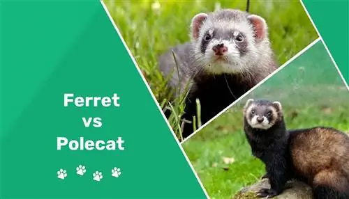 Polecat vs. Ferret፡ ልዩነቱ ምንድን ነው? (ከፎቶዎች ጋር)