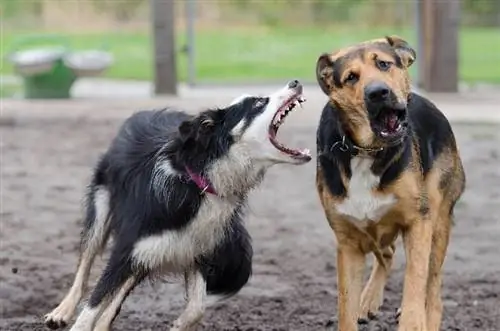 Ja çfarë duhet të bëni nëse qeni juaj po ngacmon qentë e tjerë (Udhëzues hap pas hapi)