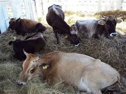 Busa Cattle Breed: feiten, gebruik, oorsprong & Kenmerken (met afbeeldingen)