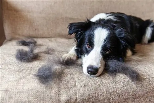 Raspar o pelo de um cachorro ajuda na queda de pelos? A resposta surpreendente