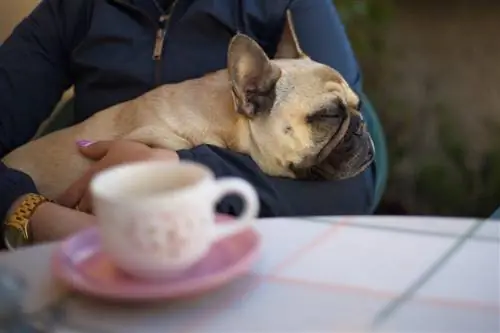 8 Franse Bulldog-oogprobleme: Algemene tipes en simptome om na op te let