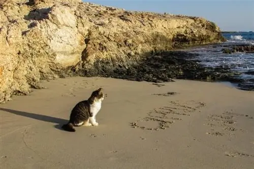7 cosas divertidas que los gatos pueden hacer en la playa (con imágenes)