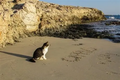 7 morsomme ting for katter å gjøre på stranden (med bilder)