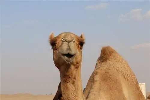 Koliko kamile jedu? Iznenađujući odgovor