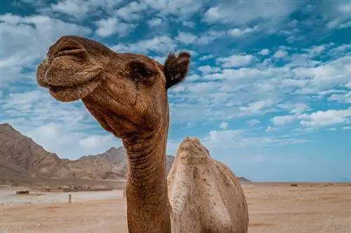 Hvor meget vand drikker en kamel? Du skal vide