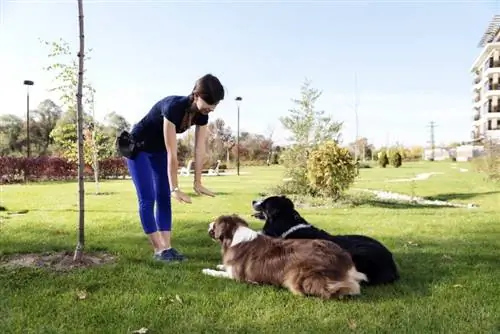 Formation à l'obéissance des chiens : trucs, astuces et méthodes