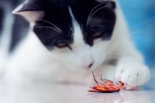 Vil katter holde kakerlakker unna? Hvorfor eller hvorfor ikke?