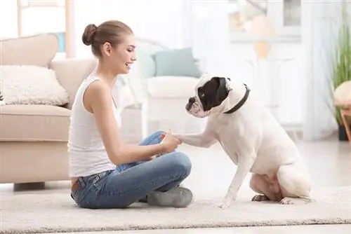 Cách làm cho ngôi nhà của bạn thân thiện với chó (Hướng dẫn năm 2023)