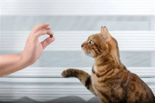 Hvordan lære en katt å sitte – 4 tips & triks