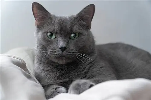 Hur vanliga är ryska blå katter med gröna ögon?