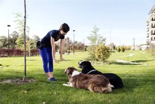 Hogyan tanítsunk meg egy kutyát maradni (6 egyszerű lépés)