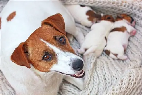 Császármetszés kutyáknál: Műtét utáni ápolási útmutató