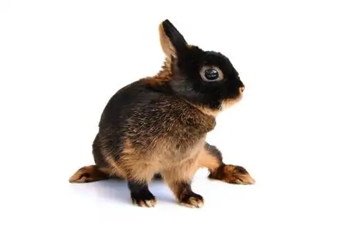 Tan Rabbit: Faktat, elinikä, käyttäytyminen & Hoito (kuvien kanssa)