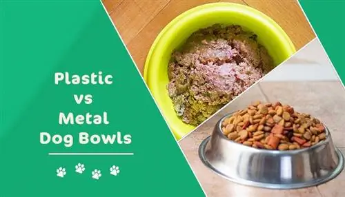Comederos para perros de plástico o de metal: ¿cuál es el adecuado para sus necesidades?