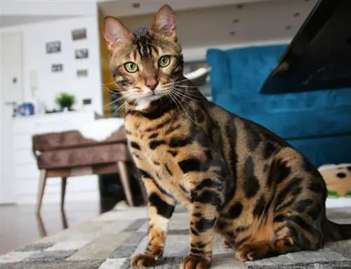 200 tudományos macskanév: műszaki és intelligens lehetőségek macskája számára