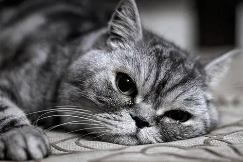 7 סיבות אפשריות מדוע עיני החתול שלך דומעות