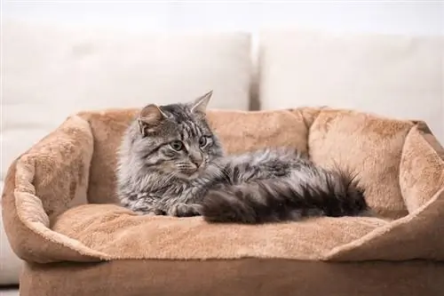10 מיטות החתול הטובות ביותר ב-PetSmart בשנת 2023: ביקורות & הבחירות המובילות