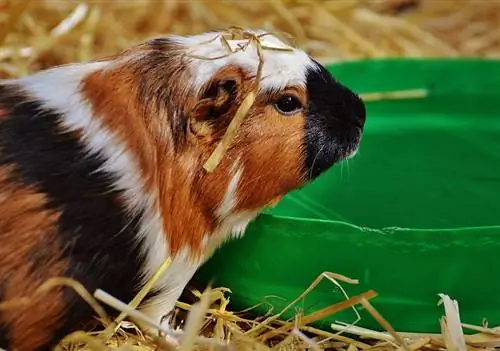 Els conillets d'índies poden menjar menjar per hàmster? Tot el que vols saber