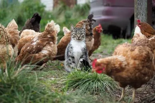 8 padomi, kā atturēt kaķus no vistām
