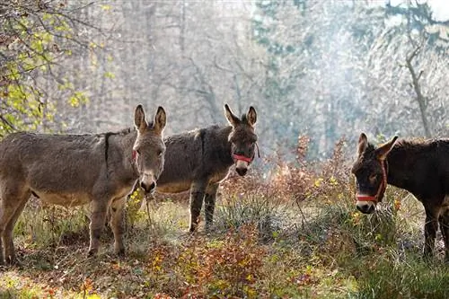 Pitävätkö aasit kojootit loitolla? Yllättävä vastaus