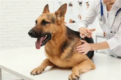10 częstych skutków ubocznych szczepienia psów przeciwko wściekliźnie